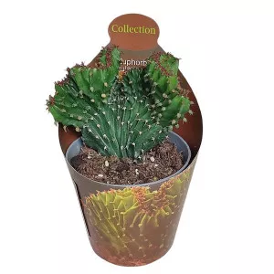 Euphorbia (Euphorbia triangularis crestata) ø 6,5 cm-es cserépben