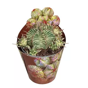Kaktusz (Euphorbia meloformis variegata) ø 6,5 cm-es cserépben