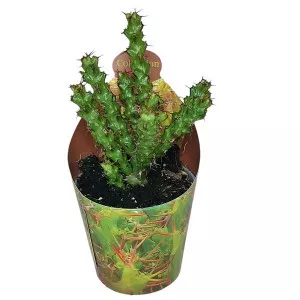 Euphorbia (Euphorbia lenewtonii) ø 6,5 cm-es cserépben