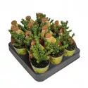 Euphorbia (Euphorbia lenewtonii) ø 6,5 cm-es cserépben