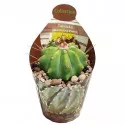 Hordókaktusz (Ferocactus glaucescens inermis) ø 6,5 cm-es cserépben