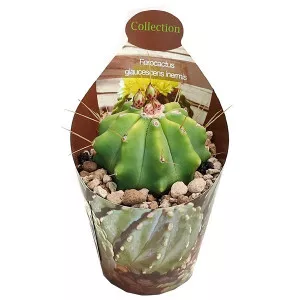 Hordókaktusz (Ferocactus glaucescens inermis) ø 6,5 cm-es cserépben
