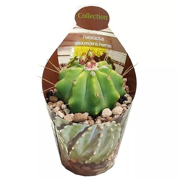 Hordókaktusz (Ferocactus glaucescens inermis) ø 6,5 cm-es cserépben
