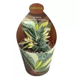 Gasteria (Gasteria verrucosa variegata) ø 6,5 cm-es cserépben