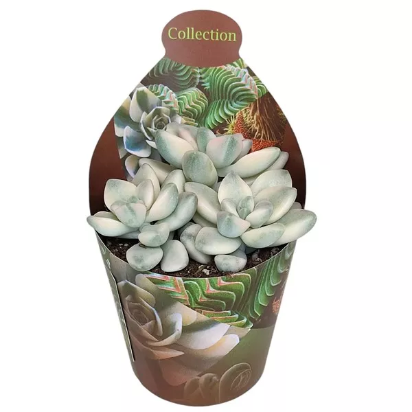 Graptoveria (Graptoveria titubans variegata) ø 6,5 cm-es cserépben
