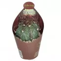 Csillagkaktusz (Astrophytum capricorne) ø 6,5 cm-es cserépben