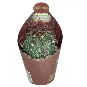 Csillagkaktusz (Astrophytum capricorne) ø 6,5 cm-es cserépben