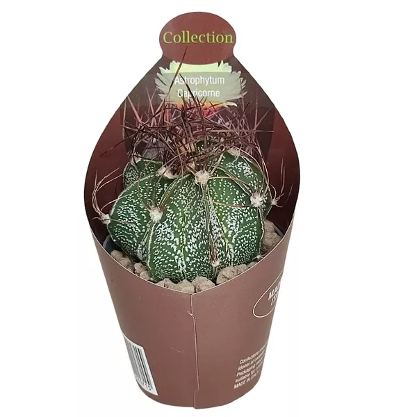 Csillagkaktusz (Astrophytum capricorne) ø 6,5 cm-es cserépben