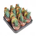 Haworthia (Haworthia glauca) ø 6,5 cm-es cserépben