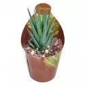 Haworthia (Haworthia glauca) ø 6,5 cm-es cserépben