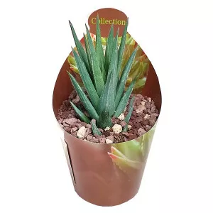 Haworthia (Haworthia glauca) ø 6,5 cm-es cserépben