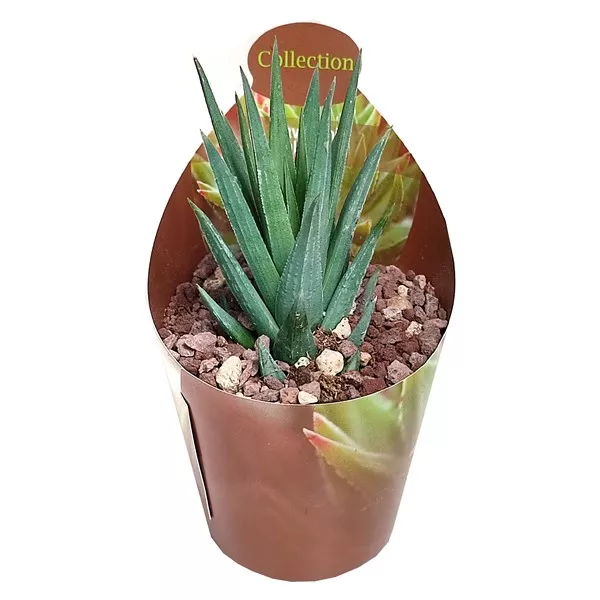 Haworthia (Haworthia glauca) ø 6,5 cm-es cserépben