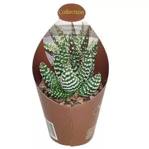 Haworthia (Haworthia papillosa) ø 6,5 cm-es cserépben