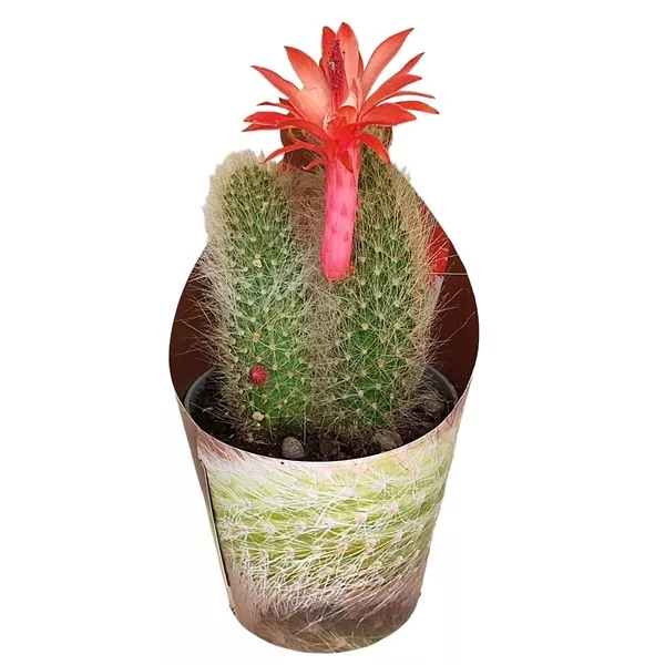Csővirágú kaktusz (Hildewintera colademononis) ø 6,5 cm-es cserépben