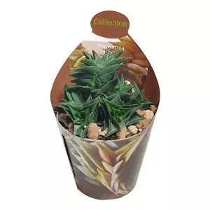 Haworthia (Haworthia viscosa) ø 6,5 cm-es cserépben