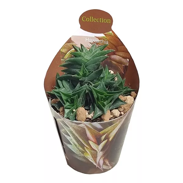 Haworthia (Haworthia viscosa) ø 6,5 cm-es cserépben