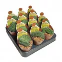 Kaktusz (Mammillaria spinosissima un pico crestata) ø 6,5 cm-es cserépben