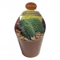 Kaktusz (Mammillaria spinosissima un pico crestata) ø 6,5 cm-es cserépben