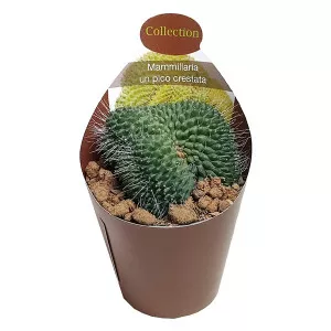 Kaktusz (Mammillaria spinosissima un pico crestata) ø 6,5 cm-es cserépben