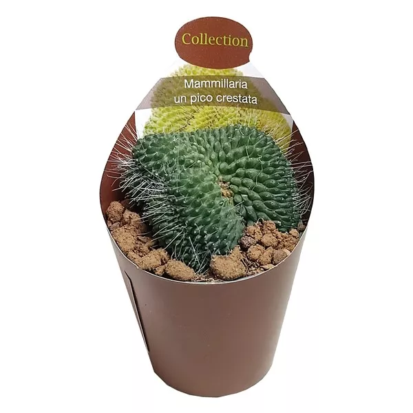 Kaktusz (Mammillaria spinosissima un pico crestata) ø 6,5 cm-es cserépben