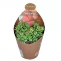 Pozsgafa Elegans (Crassula) ø 6,5 cm-es cserépben