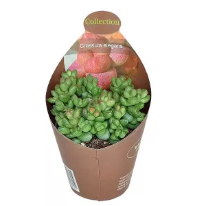 Pozsgafa Elegans (Crassula) ø 6,5 cm-es cserépben