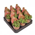 Pozsgafa Elegans (Crassula) ø 6,5 cm-es cserépben