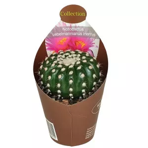 Kaktusz (Notocactus uebelmannianus inermis) ø 6,5 cm-es cserépben