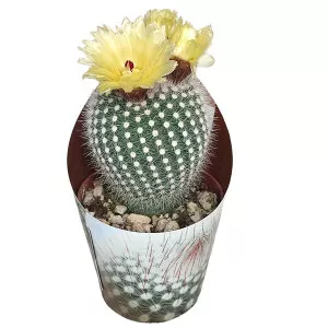 Frosty White kaktusz (Notocactus scopa) ø 6,5 cm-es cserépben