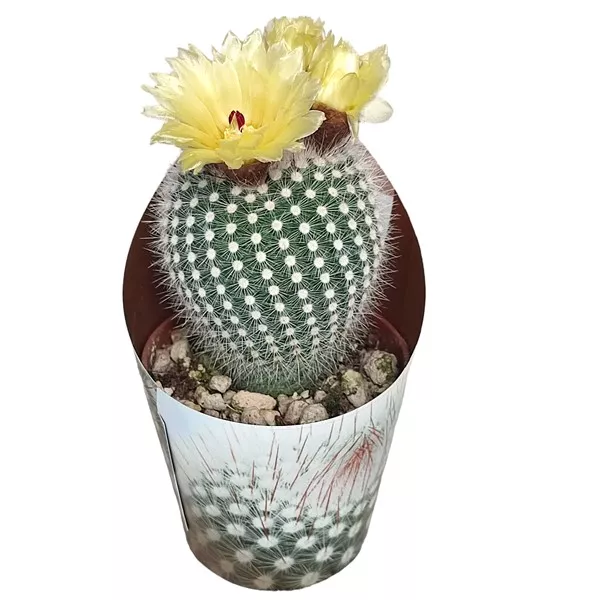 Frosty White kaktusz (Notocactus scopa) ø 6,5 cm-es cserépben