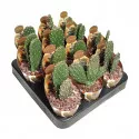 Kaktusz (Opuntia consolea rubescens) ø 6,5 cm-es cserépben