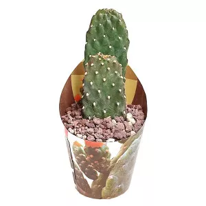 Kaktusz (Opuntia consolea rubescens) ø 6,5 cm-es cserépben
