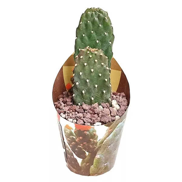 Kaktusz (Opuntia consolea rubescens) ø 6,5 cm-es cserépben
