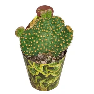 Kaktusz (Opuntia microdasys undulata) ø 6,5 cm-es cserépben
