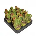 Kaktusz (Opuntia microdasys undulata) ø 6,5 cm-es cserépben
