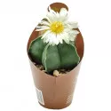 Kaktusz (Astrophytum myriostigm nudum) ø 6,5 cm-es cserépben
