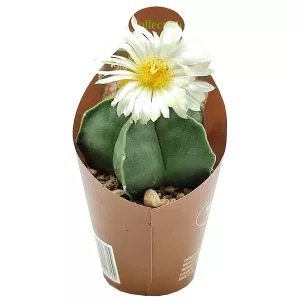 Kaktusz (Astrophytum myriostigm nudum) ø 6,5 cm-es cserépben