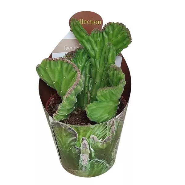 Dögvirág (Stapelia leendertziae crestata) ø 6,5 cm-es cserépben