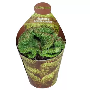 Euphorbia (Euphorbia horrida crestata) ø 6,5 cm-es cserépben