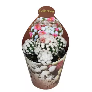 Kaktusz (Mammillaria gracilis oruga) ø 6,5 cm-es cserépben