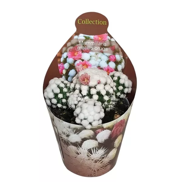 Kaktusz (Mammillaria gracilis oruga) ø 6,5 cm-es cserépben