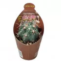 Kaktusz (Glandulicactus mathssonii) ø 6,5 cm-es cserépben