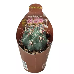 Kaktusz (Glandulicactus mathssonii) ø 6,5 cm-es cserépben