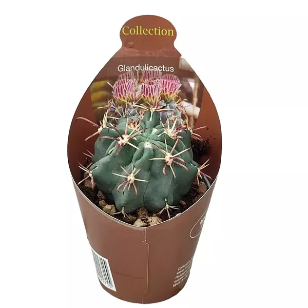 Kaktusz (Glandulicactus mathssonii) ø 6,5 cm-es cserépben