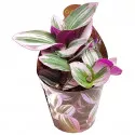 Pletyka (Tradescantia albiflora) ø 6,5 cm-es cserépben