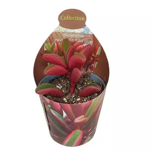 Peperomia Ruby Glow (Peperomia graveolens) ø 6,5 cm-es cserépben