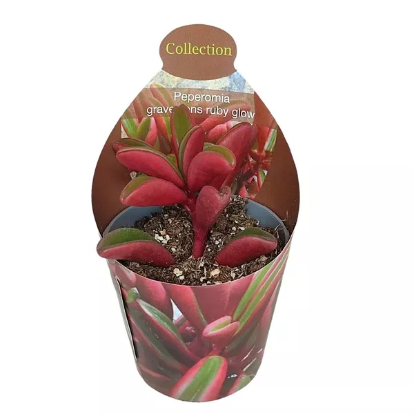 Peperomia Ruby Glow (Peperomia graveolens) ø 6,5 cm-es cserépben