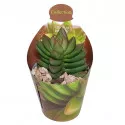 Pozsgafa Benjamin (Crassula) ø 6,5 cm-es cserépben