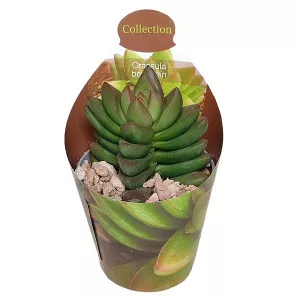 Pozsgafa Benjamin (Crassula) ø 6,5 cm-es cserépben