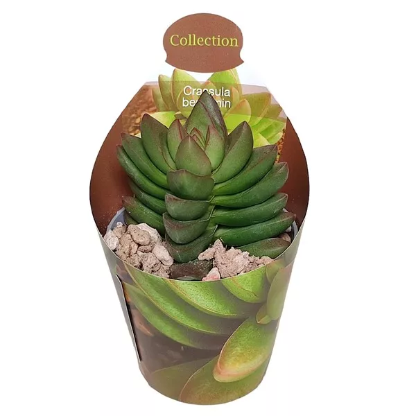 Pozsgafa Benjamin (Crassula) ø 6,5 cm-es cserépben